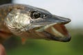 Portrait of pickerel Royalty Free Stock Photo