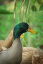 Portrait picture of Bangladeshi male duck Royalty Free Stock Photo