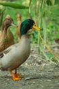 Portrait picture of Bangladeshi male duck Royalty Free Stock Photo