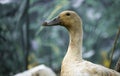 Portrait picture of a brown duck Royalty Free Stock Photo