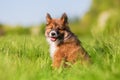 Elo puppy sits on a meadow Royalty Free Stock Photo