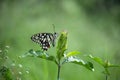 Portrait Picture of an Lemon butterfly, lime swallowtail and chequered swallowtail i