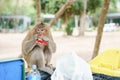 Portrait picture of monkey eating candy the bin in the natural environment. Monkey is funny and happy and enjoy eating