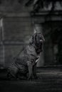 Portrait picture of a Neapolitan Mastiff outdoors in the city