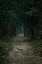 Portrait picture of a road going through dense trees in the forest Royalty Free Stock Photo