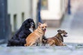 Portrait of three cute small dogs on a cobblestone road Royalty Free Stock Photo