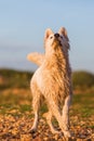 Portrait of a white German Shepherd at a pebble beach