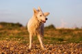 Portrait of a white German Shepherd at a pebble beach