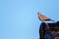 A portrait of a pidgeon sitting on a roof top looking around with a perfect blue sky background behind it. The wild bird is just