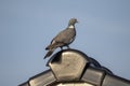 A portrait of a pidgeon at the very top of the ridge of a roof.