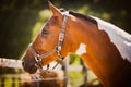 Portrait of a piebald horse standing on a farm in a paddock on a summer day. Agriculture and livestock Royalty Free Stock Photo