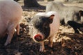 Portrait pig outdoor on hay and straw at farm in the village waiting for food. Chinese New Year 2019. Zodiac Pig - yellow earth Royalty Free Stock Photo