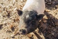 Portrait pig outdoor on hay and straw at farm in the village waiting for food. Chinese New Year 2019. Zodiac Pig - yellow earth Royalty Free Stock Photo