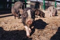 Portrait pig outdoor on hay and straw at farm in the village waiting for food. Chinese New Year 2019. Zodiac Pig - yellow earth Royalty Free Stock Photo