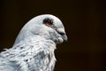 Portrait of a pigeon