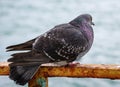 Portrait of a pigeon against the water surface