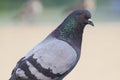 Portrait of pigeon