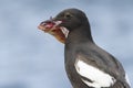 portrait of a PIGEON GUILLEMOT with a fish in the beak of a person sitting on a rock