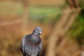 Portrait pigeon hd image, background Royalty Free Stock Photo