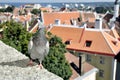 Portrait pigeon on old city background