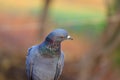 A portrait pigeon on the rock Royalty Free Stock Photo