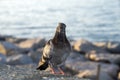 Portrait of a pigeon on the sea