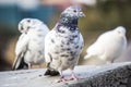 Portrait of a pigeon walking and posing Royalty Free Stock Photo
