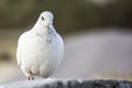Portrait of a pigeon walking and posing Royalty Free Stock Photo