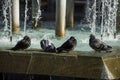 pigeons in a publlic fountain in the street Royalty Free Stock Photo