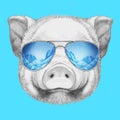 Portrait of Piggy.