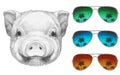 Portrait of Piggy with mirror sunglasses.