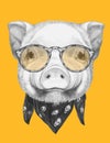 Portrait of Piggy with scarf and glasses.