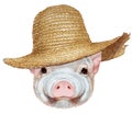 Portrait of Piggy with straw hat.