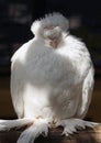 Portrait of pigion of Chinese Owl breed Royalty Free Stock Photo