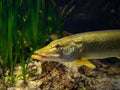 portrait of pike underwater Royalty Free Stock Photo