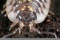 Portrait of a pill bug Royalty Free Stock Photo