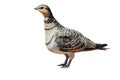 Portrait of Pin-tailed sandgrouse female (Pterocles alchata) on a white background Royalty Free Stock Photo