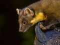 Portrait of Pine marten in forest at night