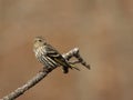 Pine siskin portrait Royalty Free Stock Photo