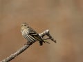 Pine siskin portrait