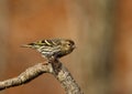Pine siskin portrait Royalty Free Stock Photo