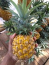 a portrait of a pineapple being held in a man& x27;s hand. pineapple pile background