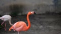 Portrait of Pink Flamingo