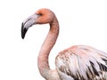 Portrait pink flamingo isolated against white background Royalty Free Stock Photo