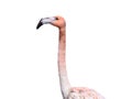 Portrait pink flamingo isolated against white background Royalty Free Stock Photo