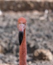 Portrait of a pink flamingo in a profile Royalty Free Stock Photo