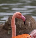 Portrait of a pink flamingo in a profile Royalty Free Stock Photo