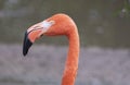 Portrait of a pink flamingo in a profile Royalty Free Stock Photo