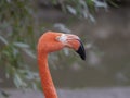 Portrait of a pink flamingo in a profile Royalty Free Stock Photo