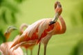 Portrait of a pink Flamingo on a salt lake close Royalty Free Stock Photo